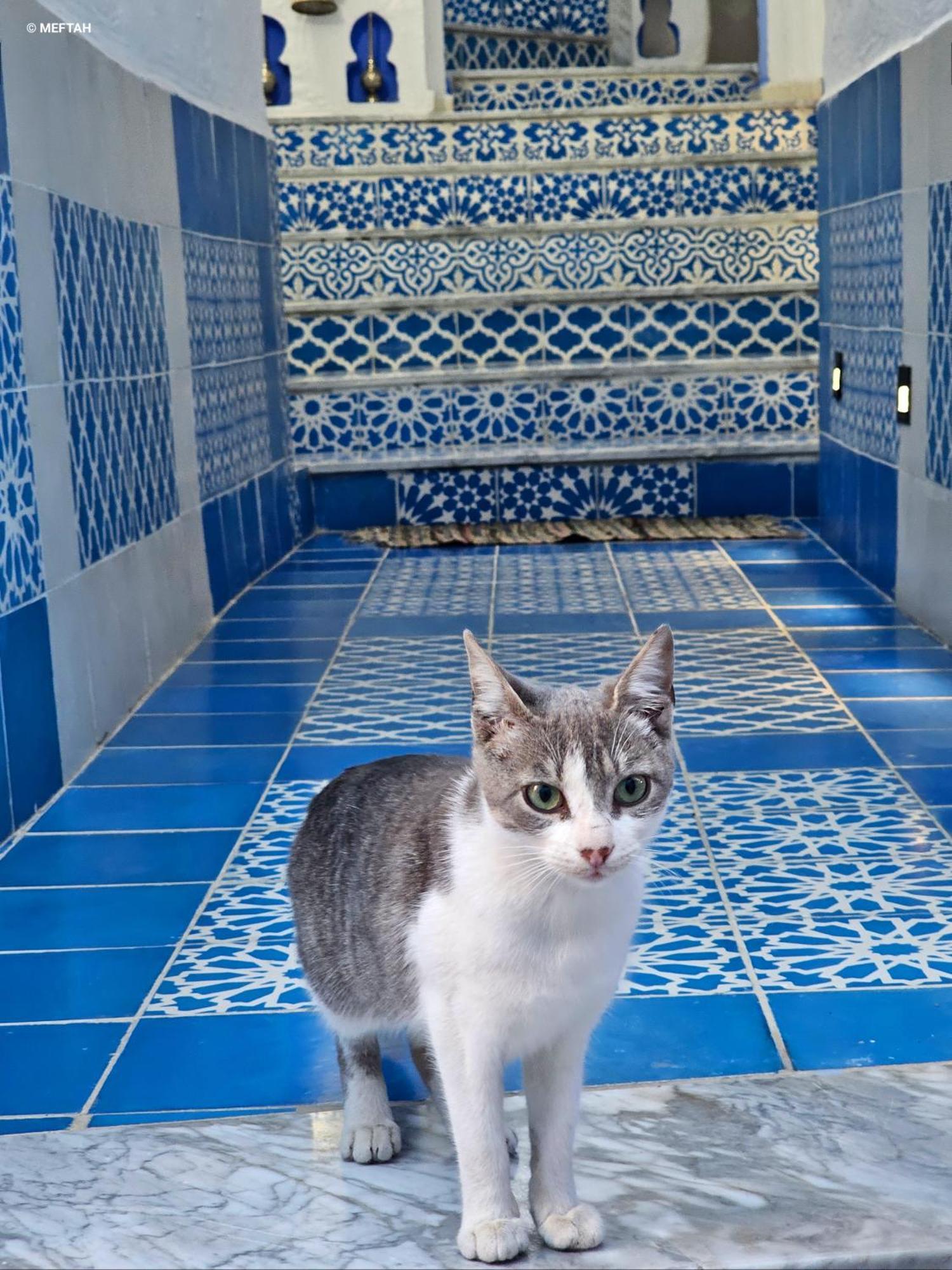 Appartement Casa Meftah Blue à Chefchaouen Extérieur photo